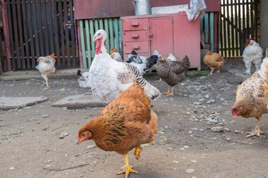Bahçedeki tavuklar güneşli bir günde