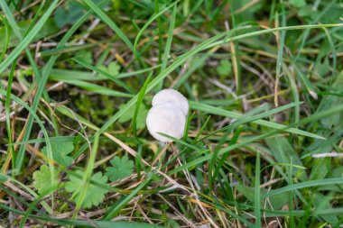 zephyr çiçeği seçici odak