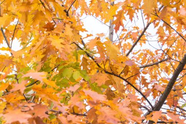 Mutfak bahçesinde yetişen sarı sonbahar ağaçları