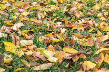 Sonbaharda bahçeyi kaplayan bir sürü sarı ve kahverengi yaprak. 
