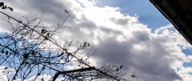 zephyr çiçeği seçici odak