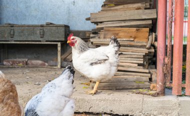 Bahçedeki tavuklar güneşli bir günde