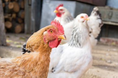 Bahçedeki tavuklar güneşli bir günde