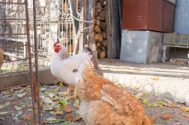 Bahçedeki tavuklar güneşli bir günde
