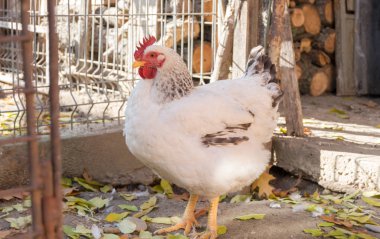 Bahçedeki tavuklar güneşli bir günde