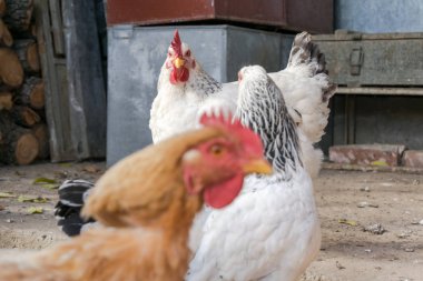Bahçedeki tavuklar güneşli bir günde