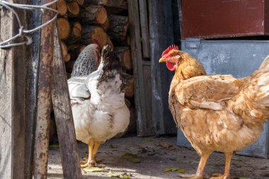Bahçedeki tavuklar güneşli bir günde