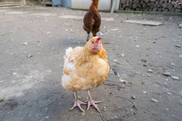 Hühner Hinterhof Einen Sonnigen Tag — Stockfoto