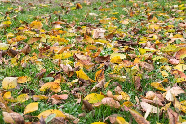 Lots Yellow Brown Leaves Covering Garden Ground Autumn — Stock Photo, Image