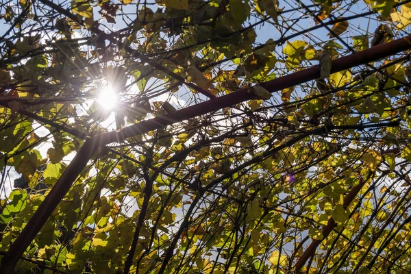 Солнце Через Виноградные Листья — стоковое фото