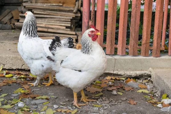 Bahçedeki tavuklar güneşli bir günde