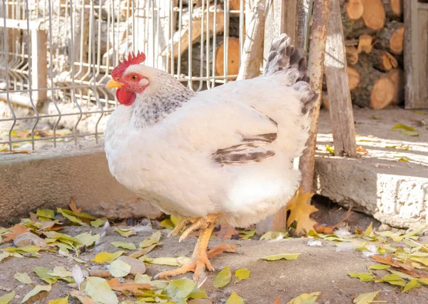 Slepice Dvorku Slunečného Dne — Stock fotografie