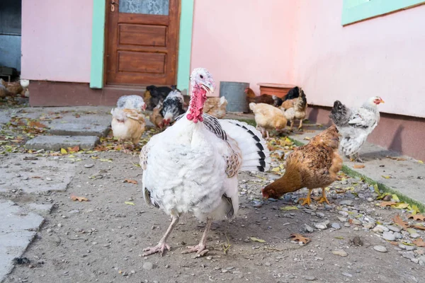 Poule Dinde Blanche Dans Cour — Photo