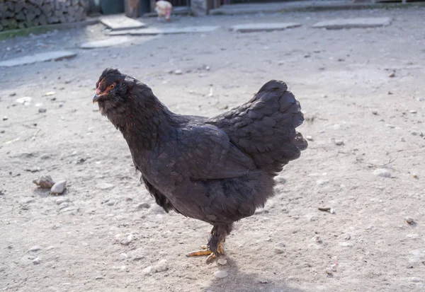 Poules Dans Cour Arrière Dans Une Journée Ensoleillée — Photo