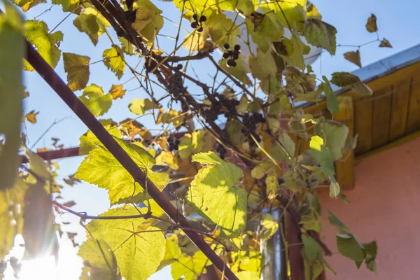 sun through vine leaves