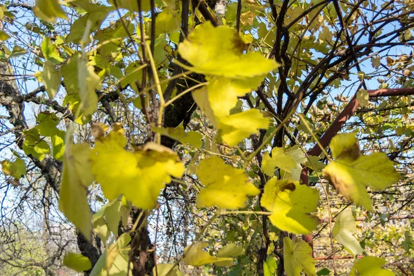 Sol Genom Vinblad — Stockfoto