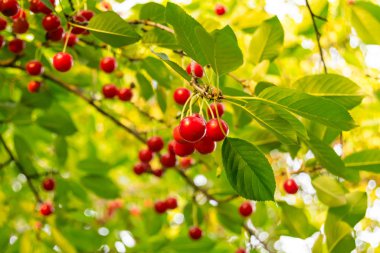 zephyr çiçekleri seçici odak
