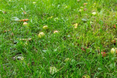 Çiy damlalı yeşil çimenlerin soyut arkaplanı