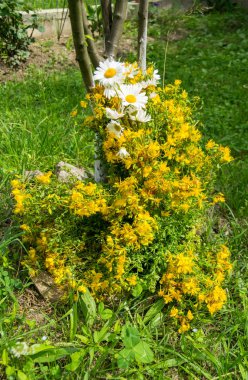 Bir buket St. John otu ve papatya.