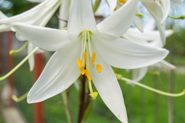 zephyr çiçekleri seçici odak