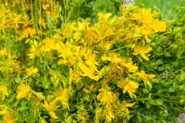 St John's wort çiçekler