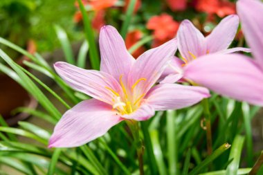 zephyr çiçekleri seçici odak