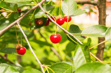 Olgun kirazlar dallarda