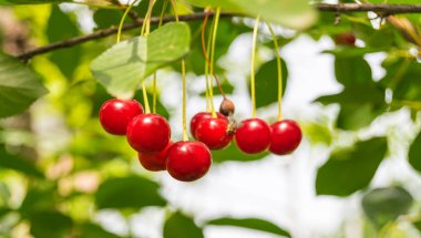 Olgun kirazlar dallarda