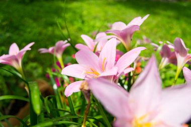 zephyr çiçekleri seçici odak