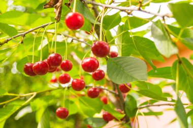 Olgun kirazlar dallarda