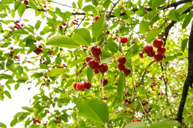 Olgun kirazlar dallarda