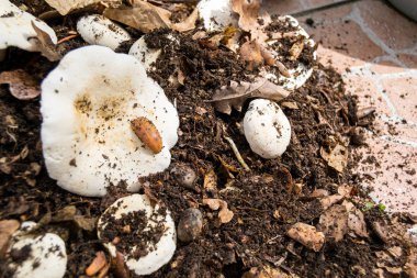 Orman zemininde süt mantarı