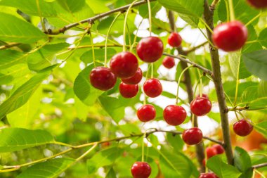 Olgun kirazlar dallarda