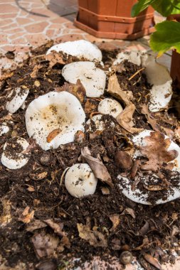 Orman zemininde süt mantarı