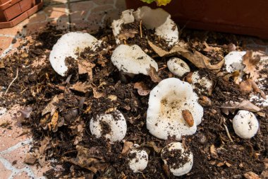 Orman zemininde süt mantarı