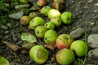 Bahçede taze yeşil elmalar