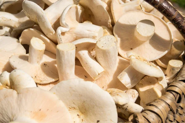 Zbliżenie Świeżo Zebrane Białe Grzyby Champignons — Zdjęcie stockowe