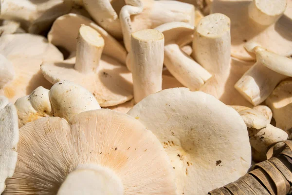 Zbliżenie Świeżo Zebrane Białe Grzyby Champignons — Zdjęcie stockowe