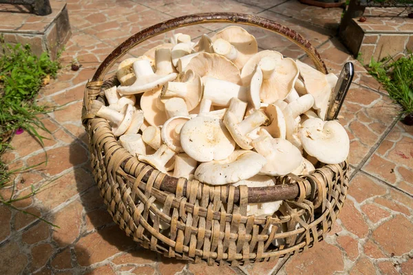 Edible Freshly Picked White Champignons Brown Basket — Stock Photo, Image