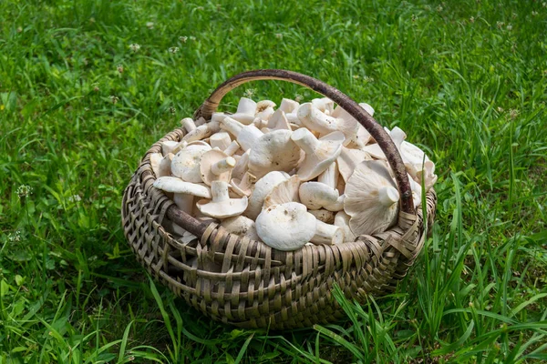 Çimlerin üzerindeki sepetin içinde süt mantarı