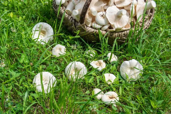 Milky Mushroom Basket Grass — стоковое фото