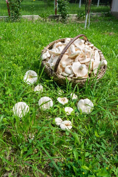 Milky Mushroom Basket Grass — стоковое фото