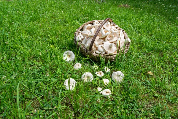 Milky Mushroom Basket Grass — стоковое фото