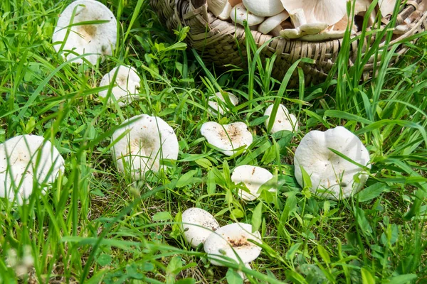 Hongo Lechoso Cesta Hierba — Foto de Stock