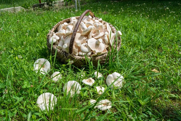 Grzyby Mleczne Koszyku Trawie — Zdjęcie stockowe