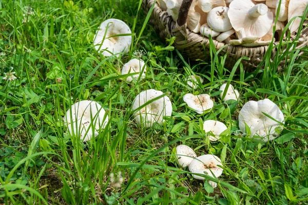 Grzyby Mleczne Koszyku Trawie — Zdjęcie stockowe