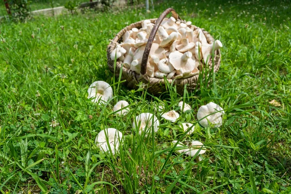 Çimlerin üzerindeki sepetin içinde süt mantarı