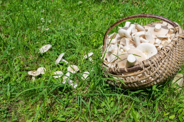 Champignon Laiteux Dans Panier Sur Herbe — Photo