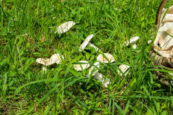 Milky Mushroom Basket Grass — стоковое фото