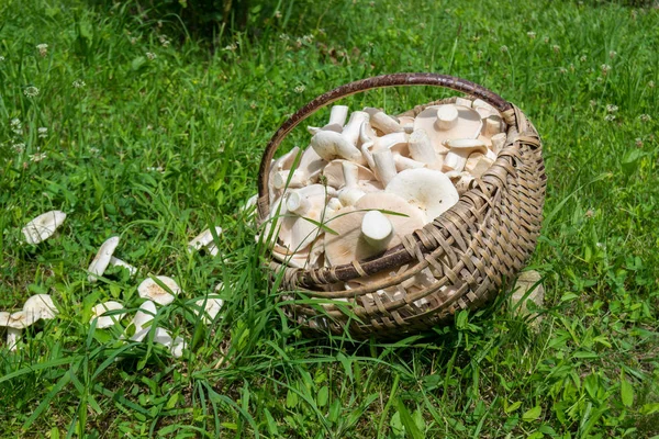 Milky Mushroom Basket Grass — Stock Photo, Image